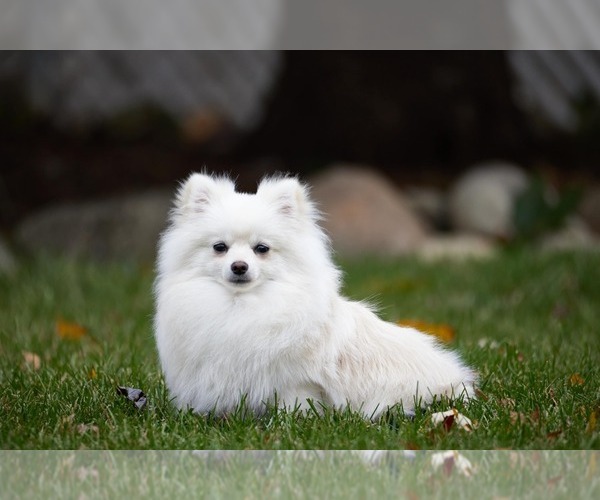 Medium Photo #3 Pomeranian Puppy For Sale in WOOD DALE, IL, USA