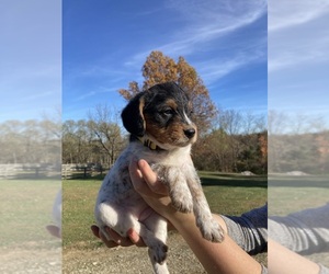 Poogle Puppy for sale in MADISON, IN, USA