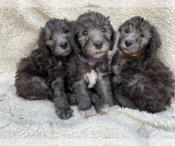 Medium Photo #1 Bedlington Terrier Puppy For Sale in OXON HILL, MD, USA