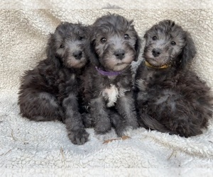 Bedlington Terrier Puppy for sale in OXON HILL, MD, USA