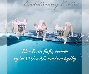 French Bulldog Puppy for sale in BEECH GROVE, IN, USA