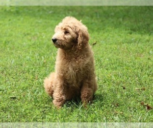 Goldendoodle Puppy for Sale in FAIR GROVE, Missouri USA