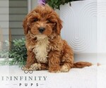 Small #3 Goldendoodle (Miniature)