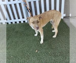 Anatolian Shepherd-Unknown Mix Dogs for adoption in Modesto, CA, USA