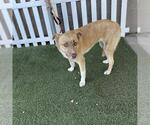 BAILEE - Female Anatolian Shepherd-Unknown Mix Dog for Adoption - Small photo