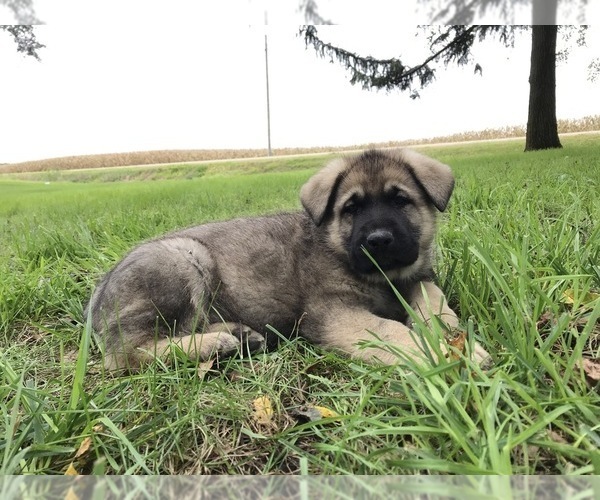 Medium Photo #59 German Shepherd Dog Puppy For Sale in APLINGTON, IA, USA