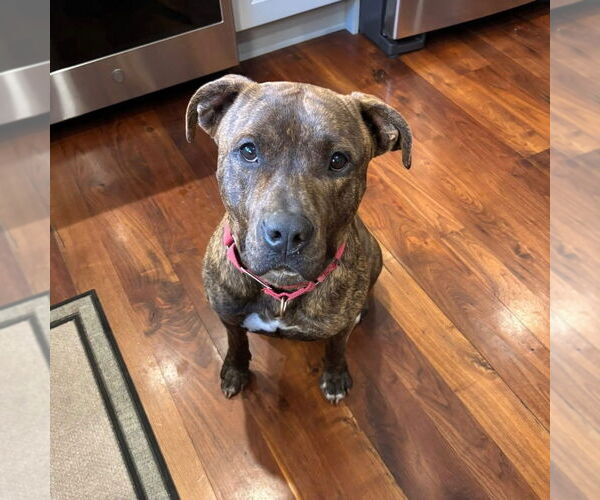 Medium Photo #21 Mutt Puppy For Sale in Canton, CT, USA