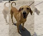 Small Rhodesian Ridgeback Mix