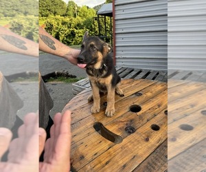 German Shepherd Dog Puppy for sale in LAUREL SPRINGS, NC, USA