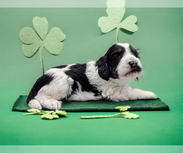 Medium Photo #2 Poodle (Miniature)-Saint Berdoodle Mix Puppy For Sale in MILLVILLE, MN, USA