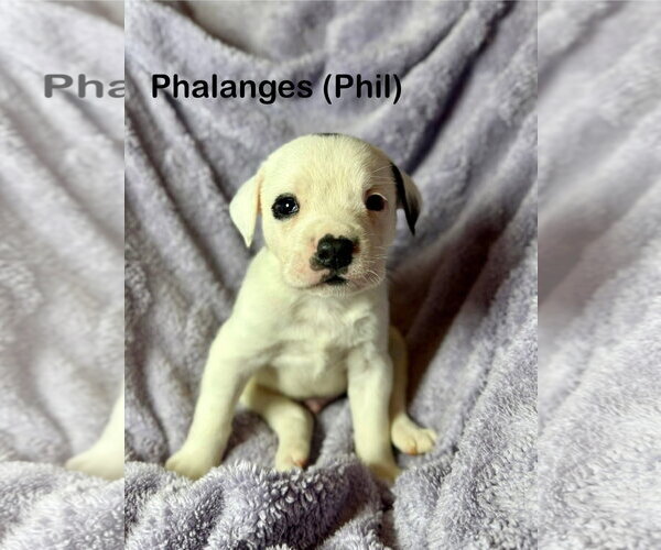 Medium Photo #1 Mutt Puppy For Sale in Duluth, MN, USA