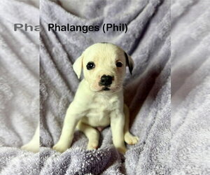 Mutt Dogs for adoption in Duluth, MN, USA
