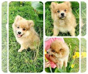Pomeranian Puppy for sale in ANDERSON, SC, USA