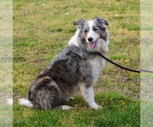 Father of the Border Collie puppies born on 03/31/2025