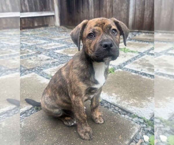 Medium Photo #4 American Staffordshire Terrier-Labrador Retriever Mix Puppy For Sale in Lakewood, CO, USA