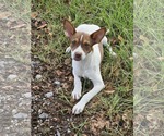 Small #2 Rat Terrier Mix