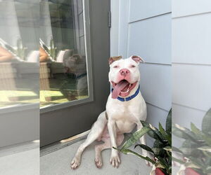 American Pit Bull Terrier-American Staffordshire Terrier Mix Dogs for adoption in Shermans Dale, PA, USA