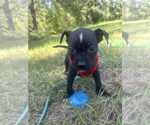 Small #2 Bulldog Mix