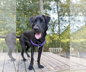 Anna - Female Mutt Dog for Adoption - Photo #6