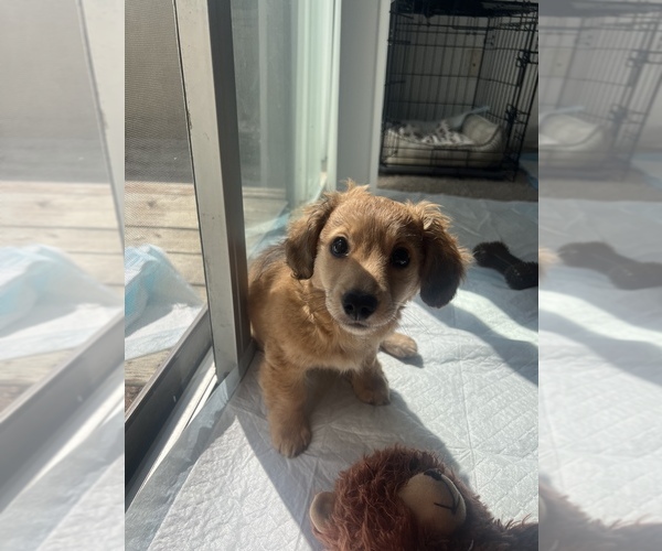 Medium Photo #1 Dachshund Puppy For Sale in LOS ANGELES, CA, USA