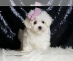 Small #2 Maltese