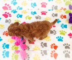 Small #10 Cavapoo (Miniature)-Poodle (Toy) Mix