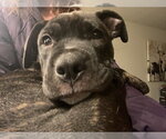 Small #3 American Pit Bull Terrier
