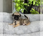 Small Photo #9 Pug Puppy For Sale in FRANKLIN, IN, USA