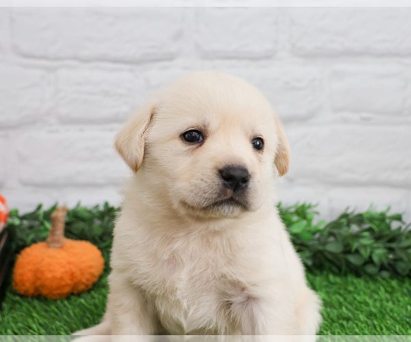 Medium Photo #14 Labrador Retriever Puppy For Sale in SYRACUSE, IN, USA