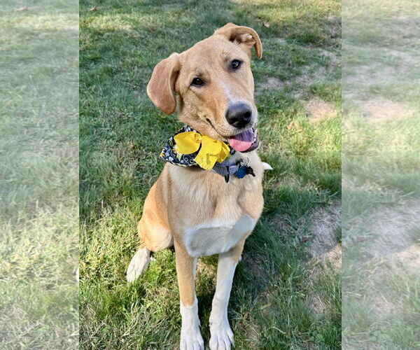 Medium Photo #1 Mutt Puppy For Sale in Rockaway, NJ, USA