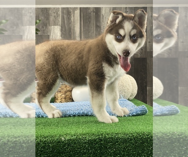 Medium Photo #1 Siberian Husky Puppy For Sale in CANOGA, NY, USA