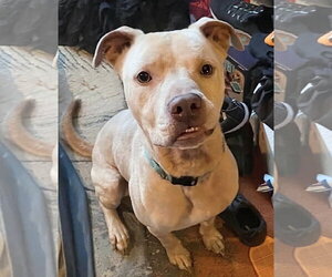 Staffordshire Bull Terrier Dogs for adoption in Maryville, TN, USA