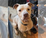 Buddy - NEEDS A FOSTER HOME RIGHT NOW!!! - Male Staffordshire Bull Terrier Dog for Adoption - Small photo