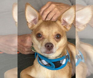 Chihuahua Dogs for adoption in Claremore, OK, USA
