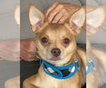 Small Chihuahua