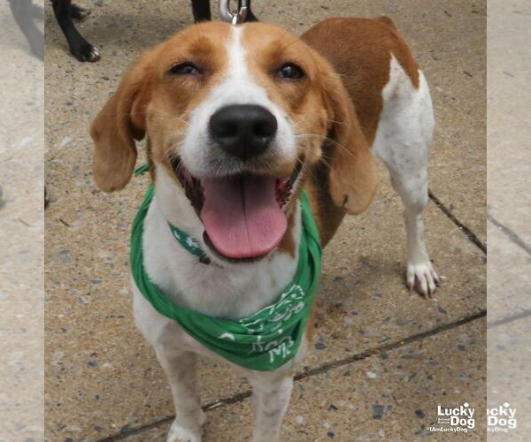 Medium Photo #4 Mutt Puppy For Sale in Washington, DC, USA