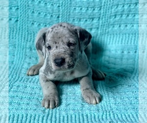 Great Dane Puppy for sale in DANIELSON, CT, USA