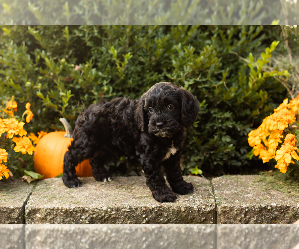 Medium Photo #22 Cocker Spaniel-Poodle (Miniature) Mix Puppy For Sale in NAPPANEE, IN, USA