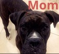 Small Photo #10 Boxer Puppy For Sale in NORCO, CA, USA
