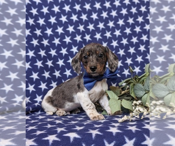 Medium Photo #7 Dachshund Puppy For Sale in LEOLA, PA, USA