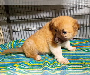 Labrador Retriever-Unknown Mix Dogs for adoption in Royal Palm Beach, FL, USA