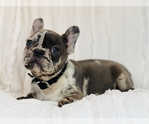 French Bulldog Puppy for sale in HUNTINGTON, NY, USA