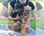 Small Photo #1 Yoranian Puppy For Sale in LEWISBURG, KY, USA