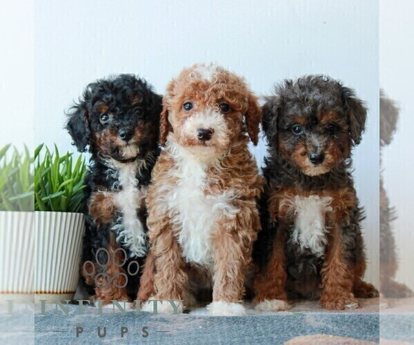 Medium Photo #4 Poodle (Miniature) Puppy For Sale in LITITZ, PA, USA