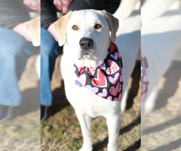 Medium Photo #3 Labrenees Puppy For Sale in Cookeville, TN, USA