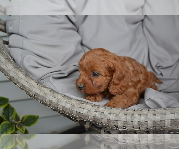 Medium Photo #3 Cavapoo Puppy For Sale in GREENWOOD, WI, USA