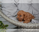 Small #2 Cavapoo