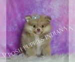 Small #3 Pomeranian