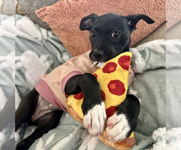 Medium Photo #6 Mutt Puppy For Sale in Mooresville, NC, USA