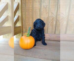 Goldendoodle Puppy for sale in VOLANT, PA, USA